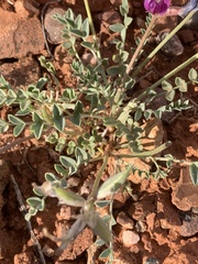Astragalus amphioxys