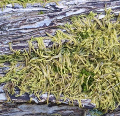 Lophocolea semiteres