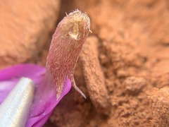 Astragalus amphioxys