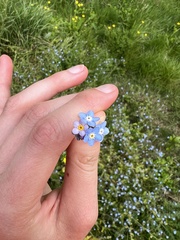 Myosotis arvensis