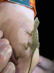 Anolis limifrons