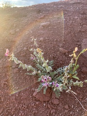 Astragalus desperatus