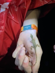 Anolis limifrons