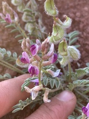 Astragalus desperatus