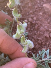 Astragalus desperatus