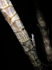 Anolis limifrons