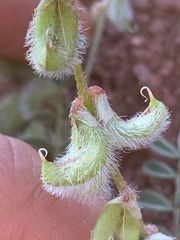 Astragalus desperatus