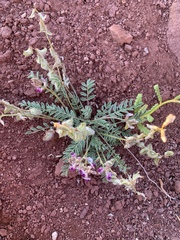 Astragalus desperatus