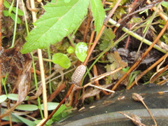 Holoverticata
