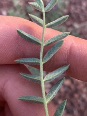Astragalus desperatus