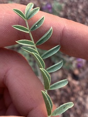 Astragalus desperatus