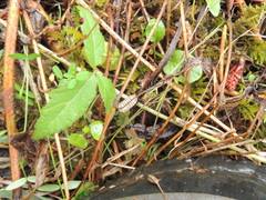 Holoverticata