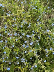Myosotis arvensis
