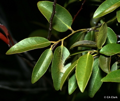 Diospyros sandwicensis