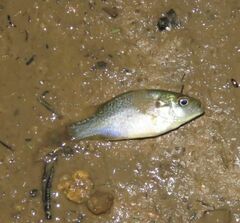 Lepomis cyanellus