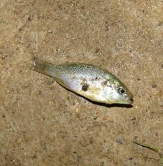 Lepomis cyanellus