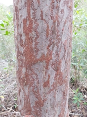 Triboniophorus graeffei