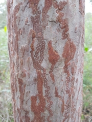 Triboniophorus graeffei