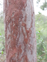 Triboniophorus graeffei