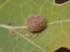 Philonix fulvicollis