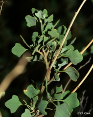 Chenopodium oahuense