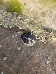 Cellana tramoserica