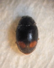 Nephus binaevatus