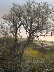 Mezoneuron kavaiense