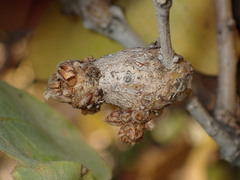 Callirhytis frequens