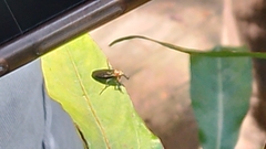 Dilophus pectoralis