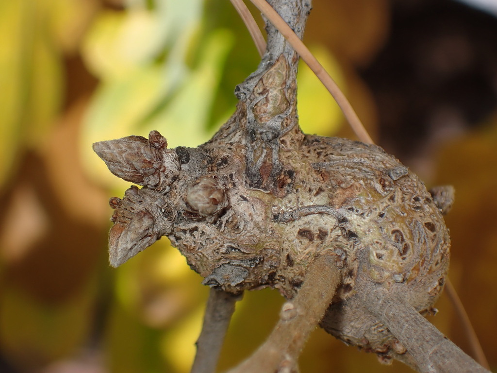 Neuroterus clavensis