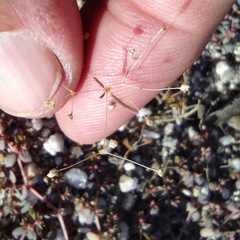 Hypertelis umbellata