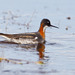 Red-necked Phalarope - Photo (c) Greg Lasley, some rights reserved (CC BY-NC), uploaded by Greg Lasley