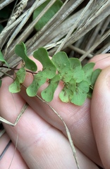 Micromyzella filicis