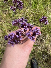 Verbena bonariensis