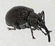 Apioninae