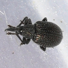 Apioninae