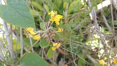 Stigmaphyllon bonariense