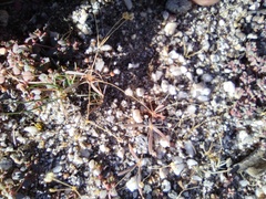 Hypertelis umbellata