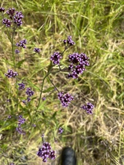 Verbena bonariensis