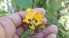 Stigmaphyllon bonariense