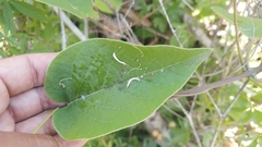 Stigmaphyllon bonariense