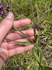 Verbena bonariensis
