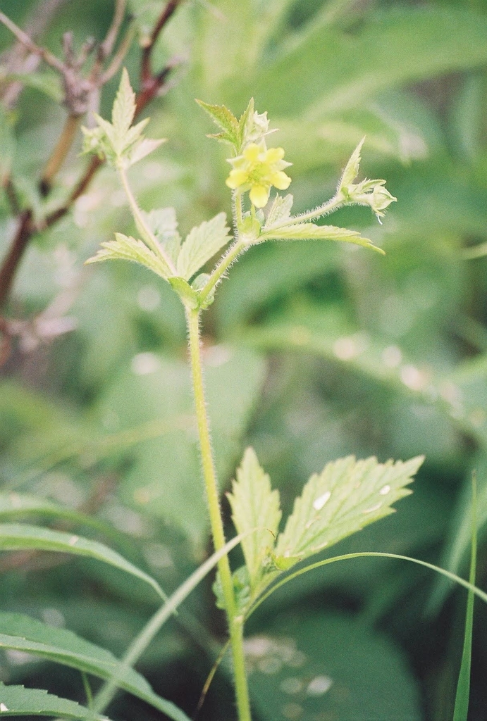 Geum aleppicum × laciniatum
