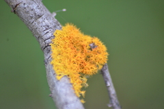 Teloschistaceae
