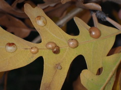 Xanthoteras eburneum
