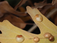 Xanthoteras eburneum
