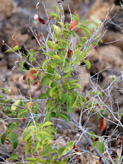 Diospyros sandwicensis