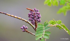 Mezoneuron kavaiense