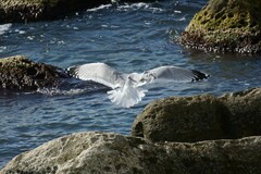 Larus